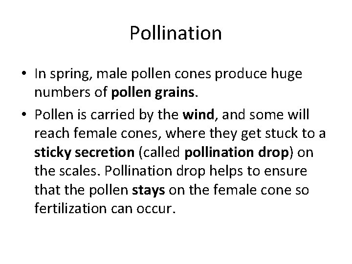 Pollination • In spring, male pollen cones produce huge numbers of pollen grains. •