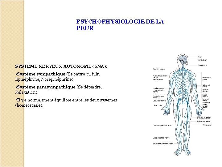 PSYCHOPHYSIOLOGIE DE LA PEUR SYSTÈME NERVEUX AUTONOME (SNA): • Système sympathique (Se battre ou