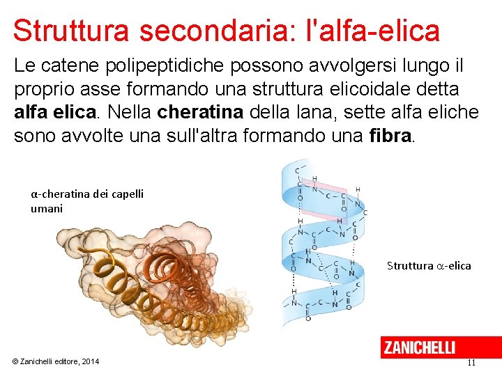 lezioni-di-biochimica-2-lezione-2-peptidi-proteine