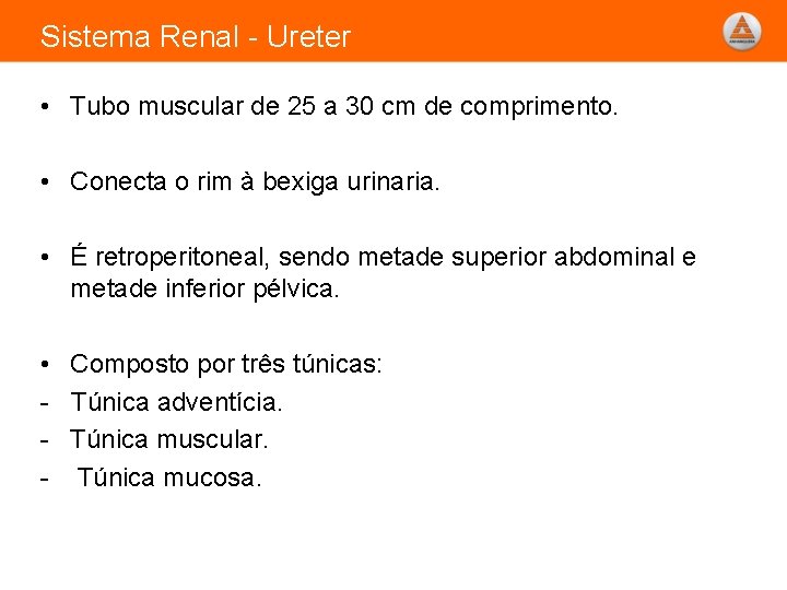 Sistema Renal - Ureter • Tubo muscular de 25 a 30 cm de comprimento.
