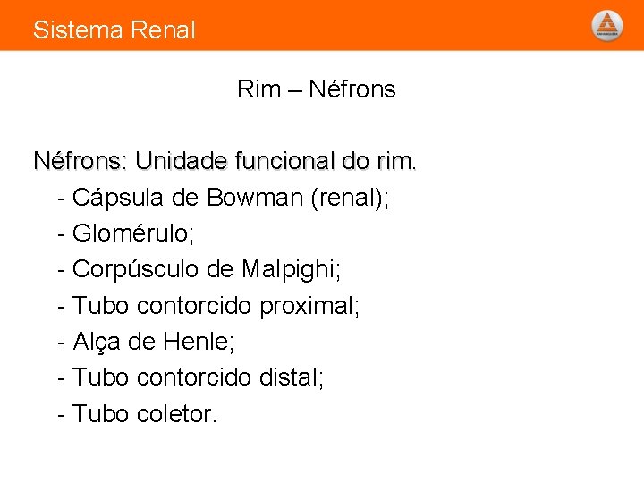 Sistema Renal Rim – Néfrons: Unidade funcional do rim. - Cápsula de Bowman (renal);