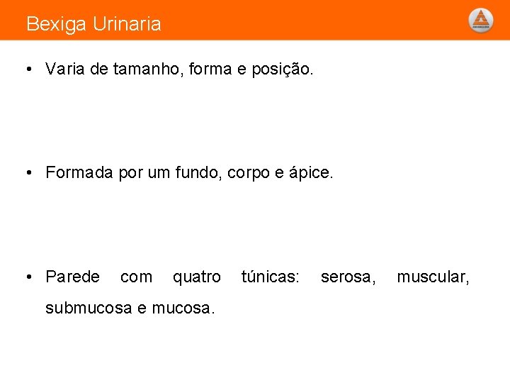 Bexiga Urinaria • Varia de tamanho, forma e posição. • Formada por um fundo,