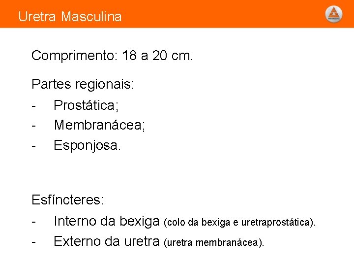 Uretra Masculina Comprimento: 18 a 20 cm. Partes regionais: - Prostática; Membranácea; Esponjosa. Esfíncteres: