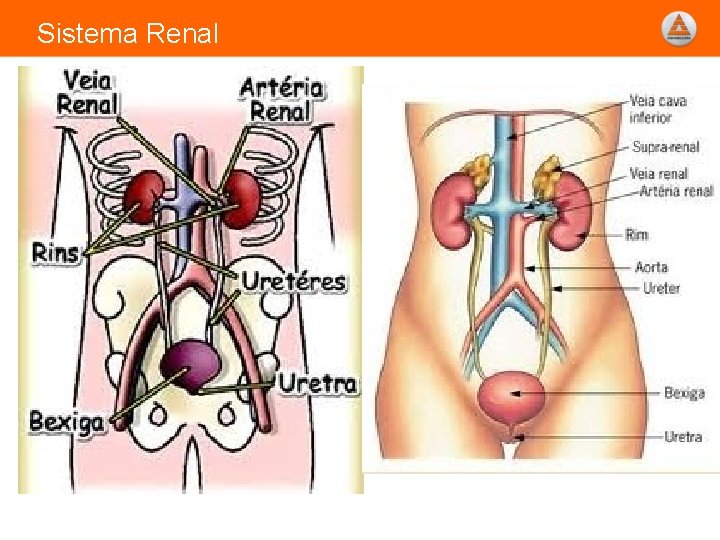 Sistema Renal 