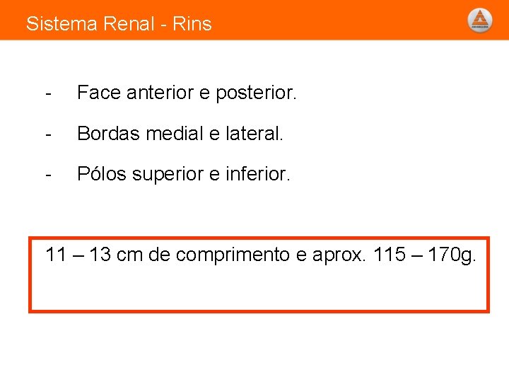 Sistema Renal - Rins - Face anterior e posterior. - Bordas medial e lateral.