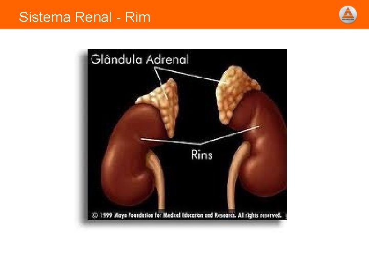 Sistema Renal - Rim 