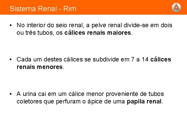 Sistema Renal - Rim • No interior do seio renal, a pelve renal divide-se