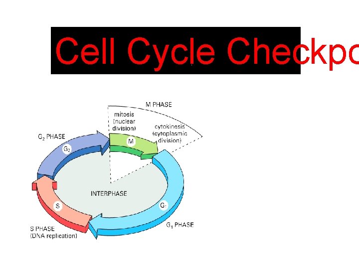 Cell Cycle Checkpo 