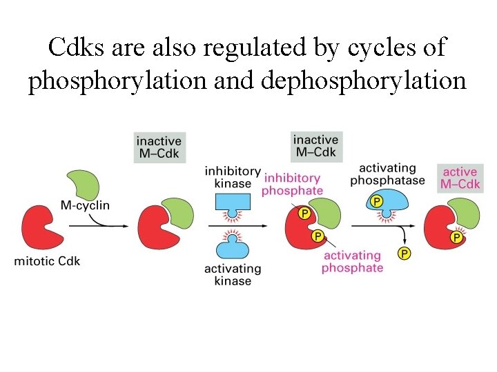 Cdks are also regulated by cycles of phosphorylation and dephosphorylation 