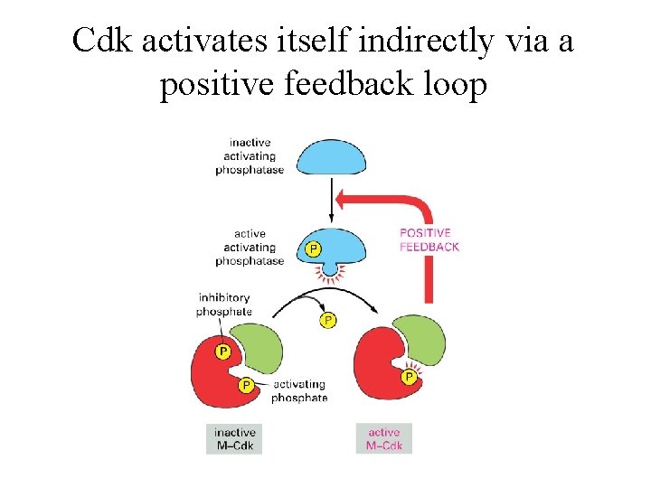 Cdk activates itself indirectly via a positive feedback loop 