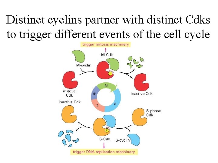 Distinct cyclins partner with distinct Cdks to trigger different events of the cell cycle