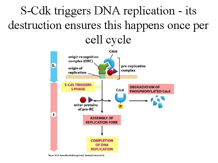 S-Cdk triggers DNA replication - its destruction ensures this happens once per cell cycle