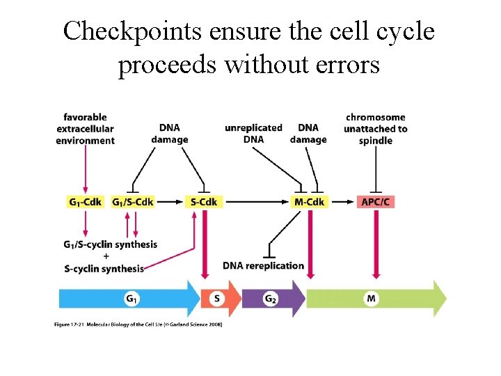 Checkpoints ensure the cell cycle proceeds without errors 