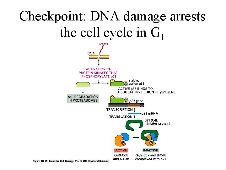 Checkpoint: DNA damage arrests the cell cycle in G 1 