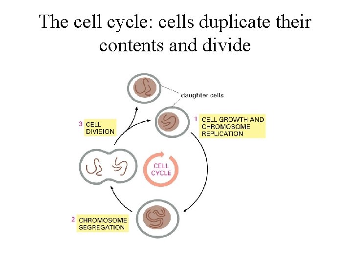 The cell cycle: cells duplicate their contents and divide 