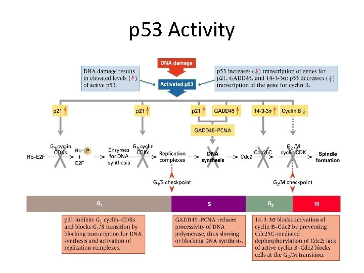 p 53 Activity 
