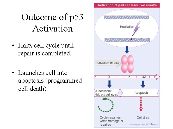 Outcome of p 53 Activation • Halts cell cycle until repair is completed. •