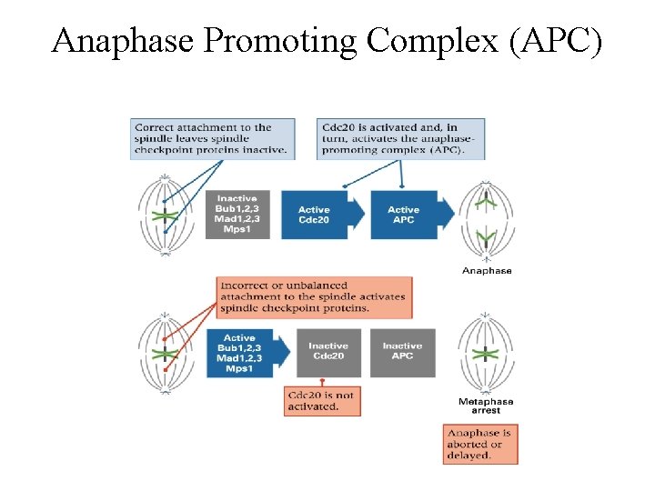 Anaphase Promoting Complex (APC) 