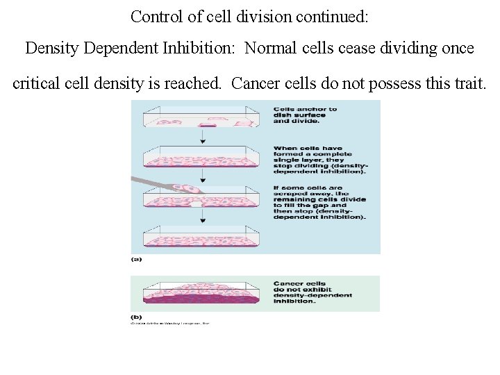 Control of cell division continued: Density Dependent Inhibition: Normal cells cease dividing once critical