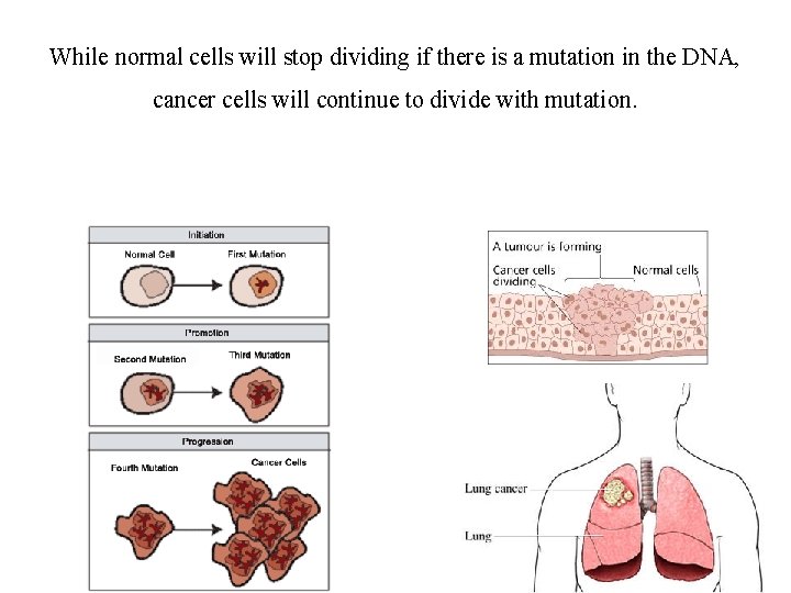 While normal cells will stop dividing if there is a mutation in the DNA,