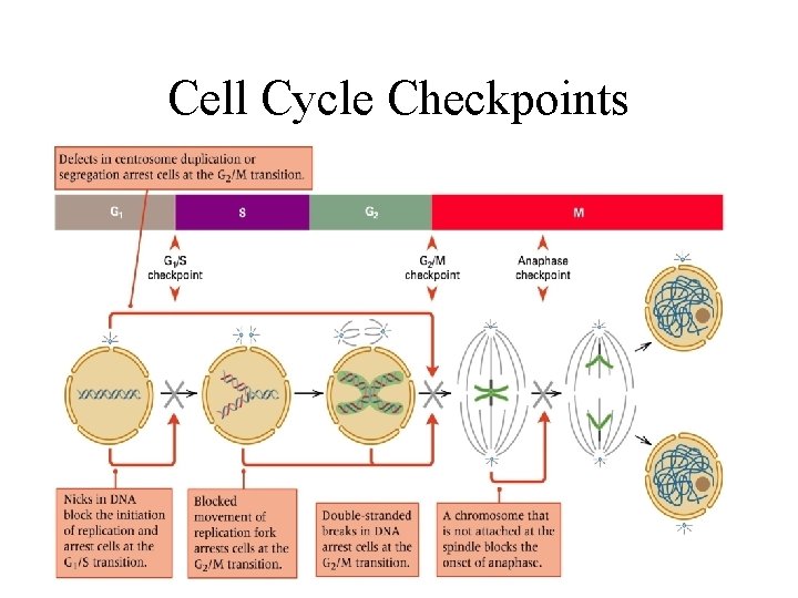 Cell Cycle Checkpoints 