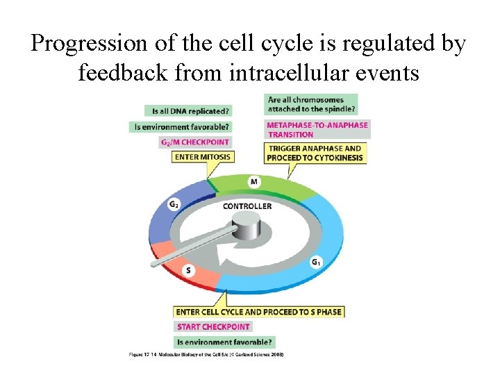 Progression of the cell cycle is regulated by feedback from intracellular events 