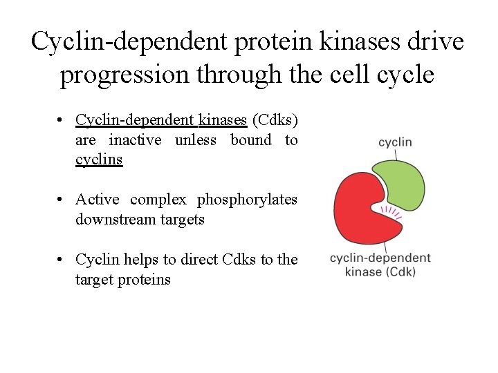 Cyclin-dependent protein kinases drive progression through the cell cycle • Cyclin-dependent kinases (Cdks) are