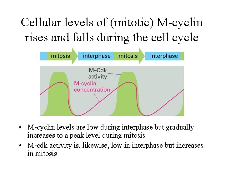 Cellular levels of (mitotic) M-cyclin rises and falls during the cell cycle • M-cyclin