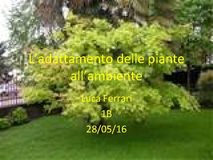 L’adattamento delle piante all’ambiente Luca Ferrari 1 B 28/05/16 