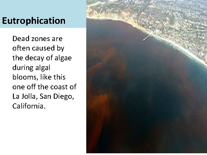 Eutrophication Dead zones are often caused by the decay of algae during algal blooms,