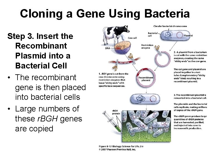 Cloning a Gene Using Bacteria Step 3. Insert the Recombinant Plasmid into a Bacterial