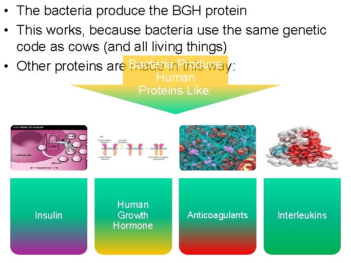  • The bacteria produce the BGH protein • This works, because bacteria use