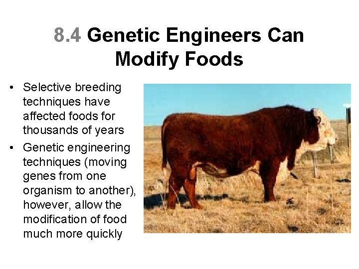 8. 4 Genetic Engineers Can Modify Foods • Selective breeding techniques have affected foods