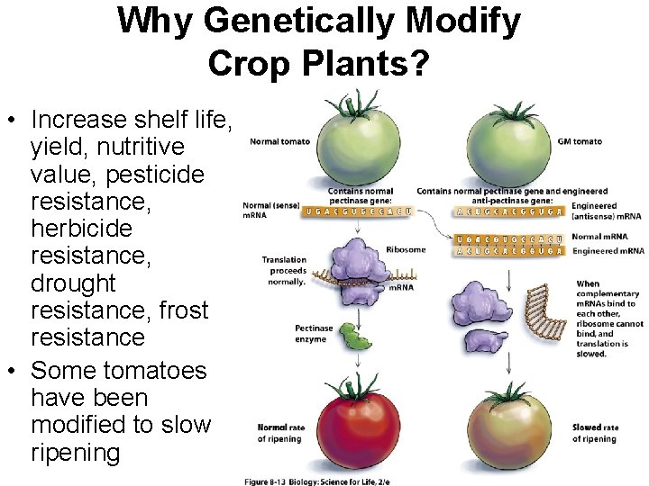 Why Genetically Modify Crop Plants? • Increase shelf life, yield, nutritive value, pesticide resistance,