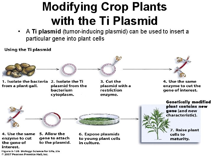Modifying Crop Plants with the Ti Plasmid • A Ti plasmid (tumor-inducing plasmid) can