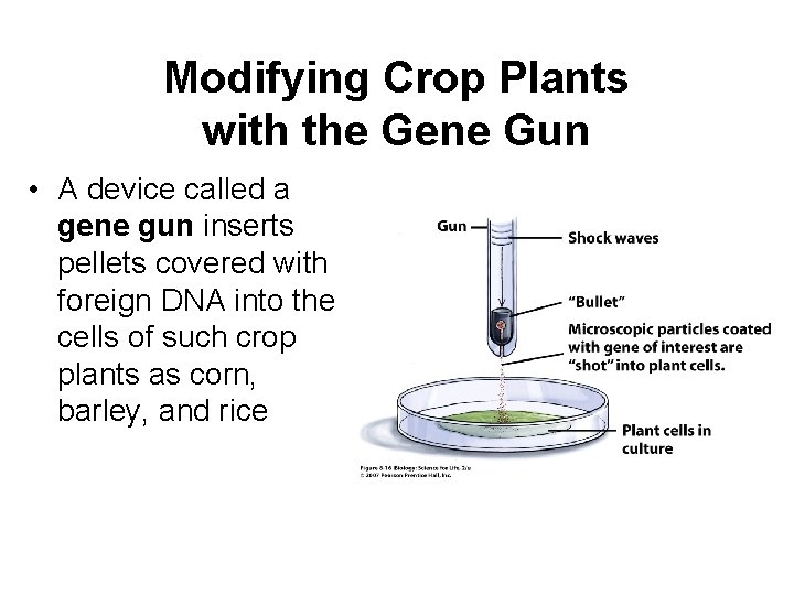 Modifying Crop Plants with the Gene Gun • A device called a gene gun
