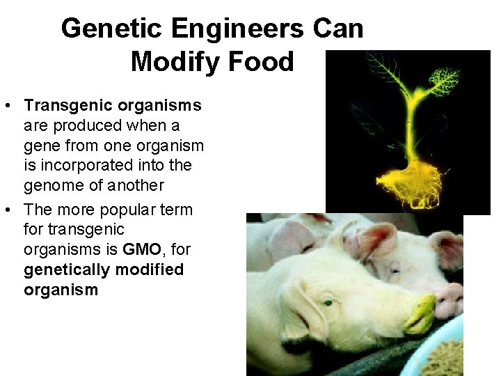 Genetic Engineers Can Modify Food • Transgenic organisms are produced when a gene from