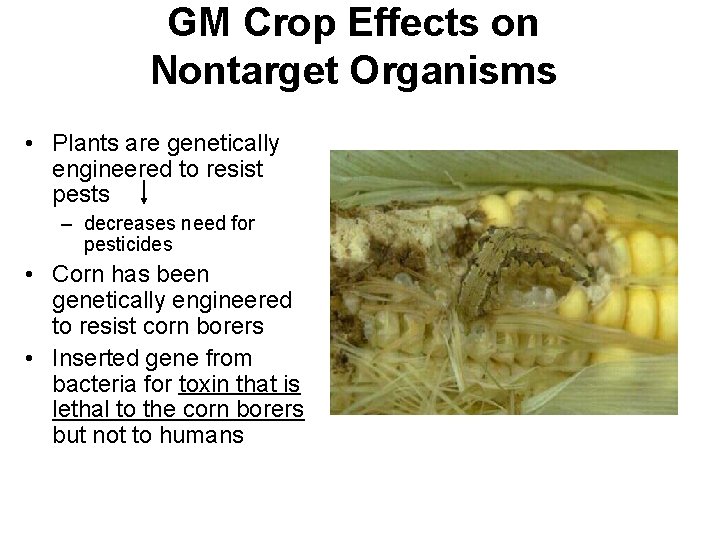 GM Crop Effects on Nontarget Organisms • Plants are genetically engineered to resist pests