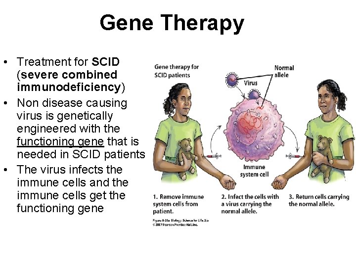 Gene Therapy • Treatment for SCID (severe combined immunodeficiency) • Non disease causing virus