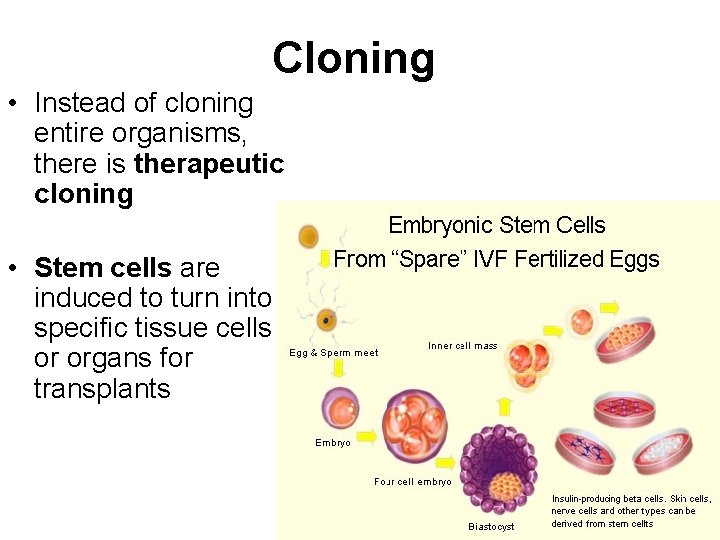 Cloning • Instead of cloning entire organisms, there is therapeutic cloning • Stem cells