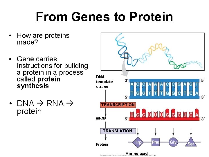 From Genes to Protein • How are proteins made? • Gene carries instructions for