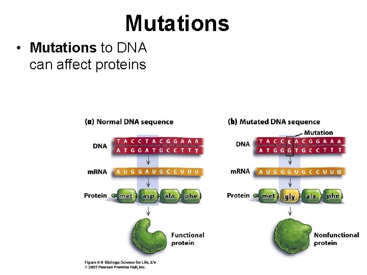 Mutations • Mutations to DNA can affect proteins 