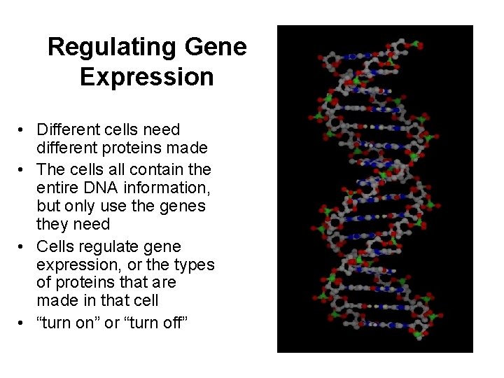 Regulating Gene Expression • Different cells need different proteins made • The cells all