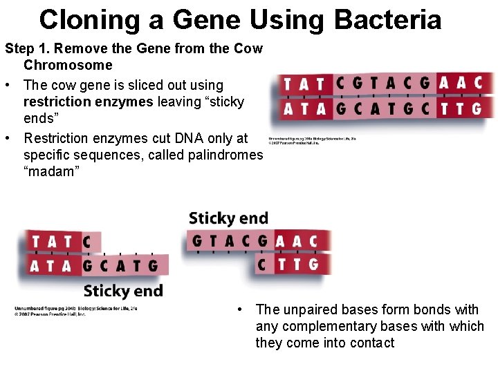 Cloning a Gene Using Bacteria Step 1. Remove the Gene from the Cow Chromosome