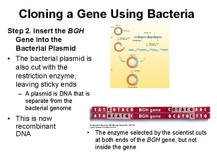 Cloning a Gene Using Bacteria Step 2. Insert the BGH Gene into the Bacterial