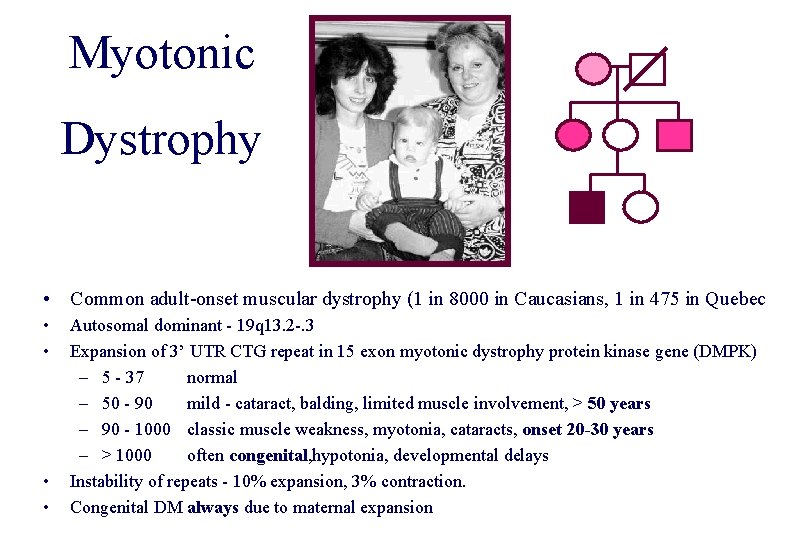 Myotonic Dystrophy • Common adult-onset muscular dystrophy (1 in 8000 in Caucasians, 1 in