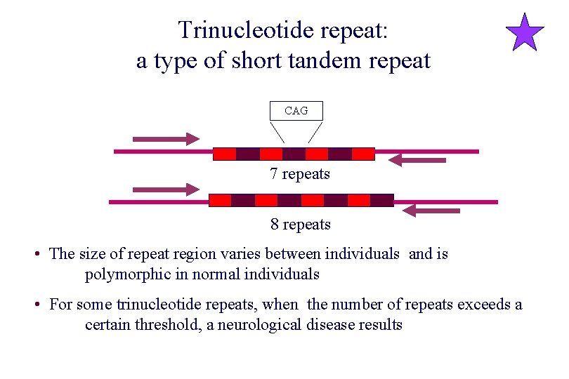 Trinucleotide repeat: a type of short tandem repeat CAG 7 repeats 8 repeats •