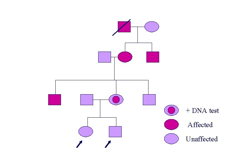 + DNA test Affected Unaffected 