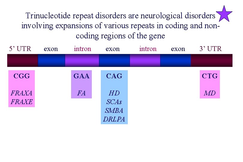 Trinucleotide repeat disorders are neurological disorders involving expansions of various repeats in coding and