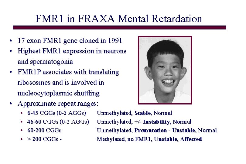 FMR 1 in FRAXA Mental Retardation • 17 exon FMR 1 gene cloned in